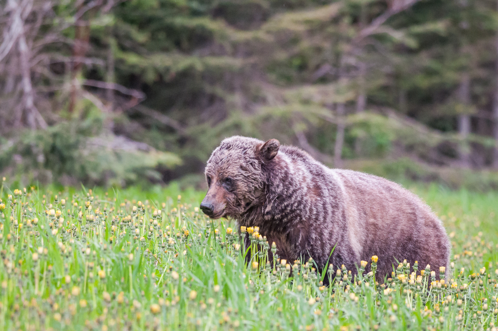 Kootenay National Park