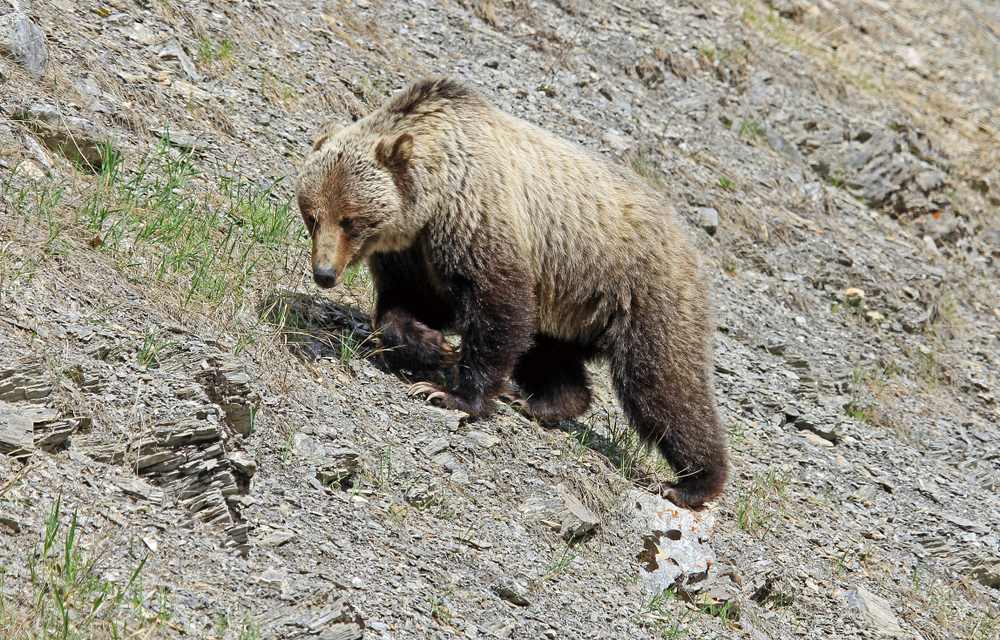 Kootenay National Park
