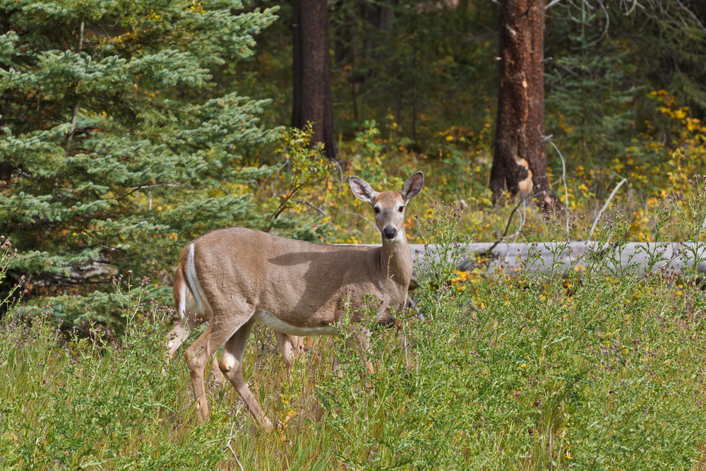 Kootenay National Park