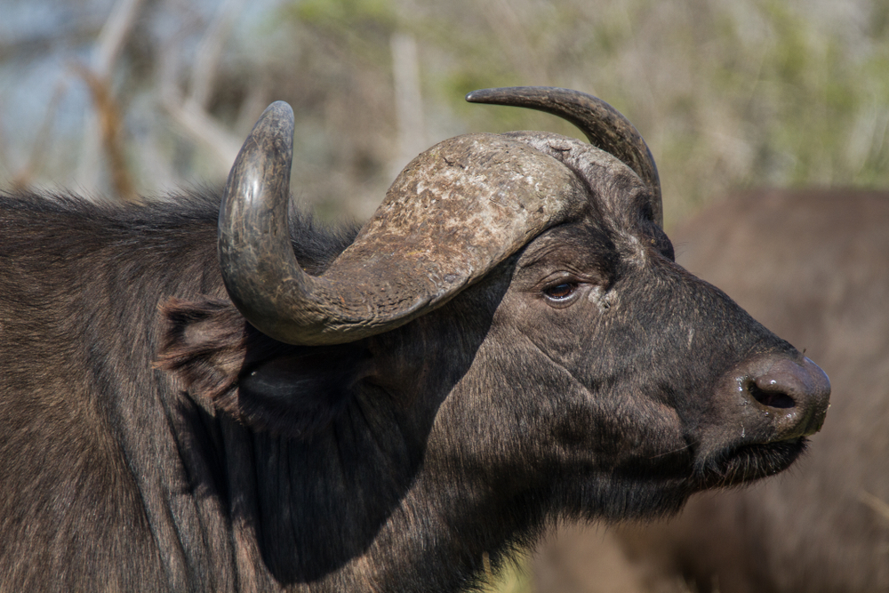 Kruger National Park
