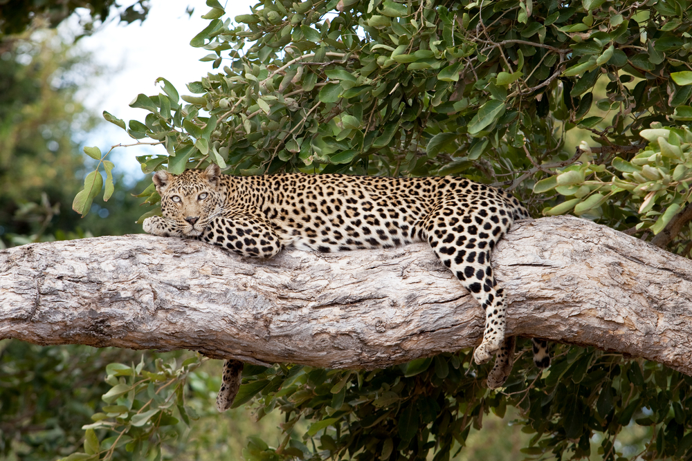 Kruger National Park