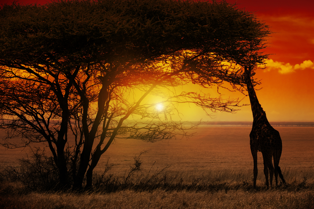 Kruger National Park