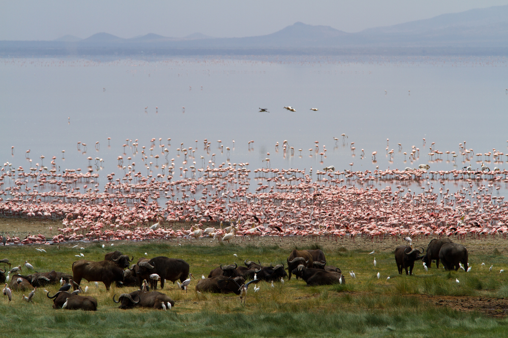 Lake Manyara National Park