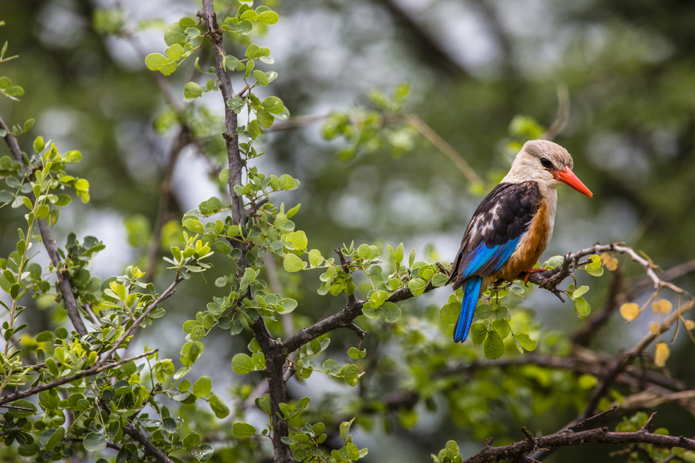 Lake Manyara National Park