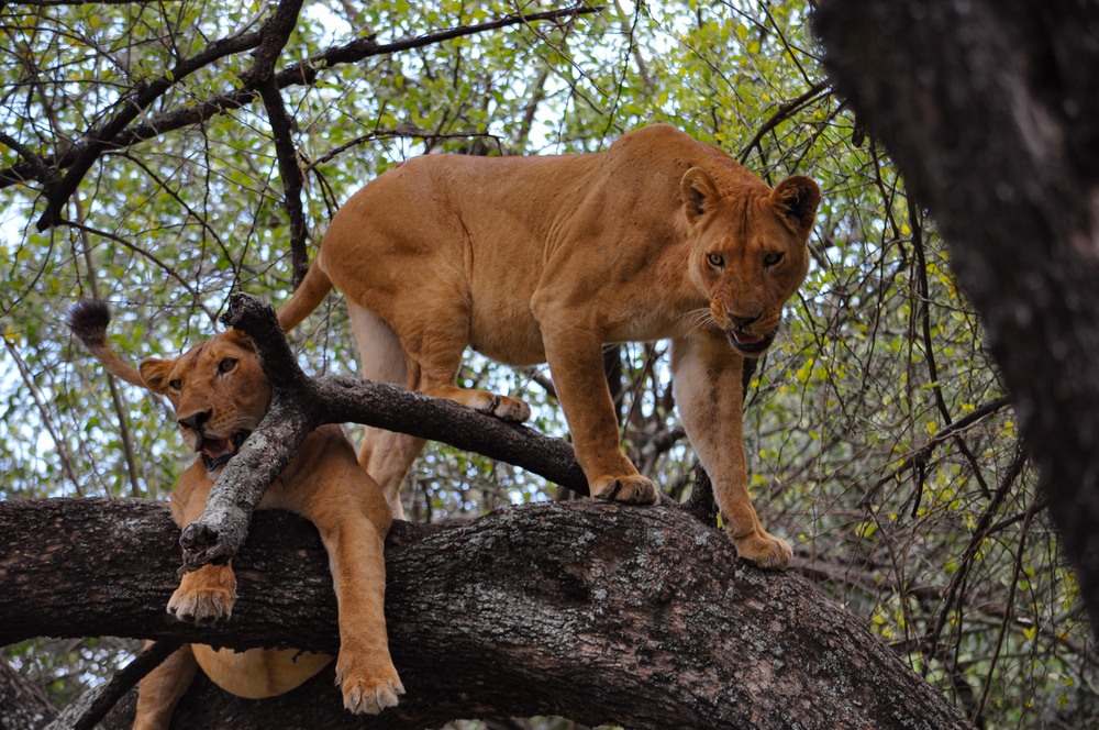 Lake Manyara National Park