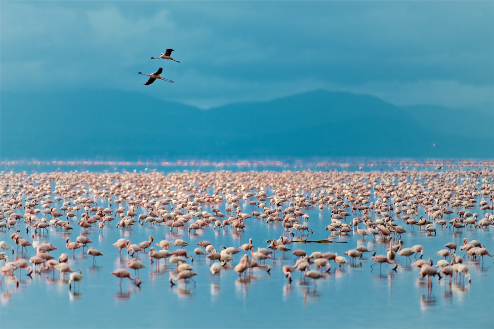 Lake Manyara National Park