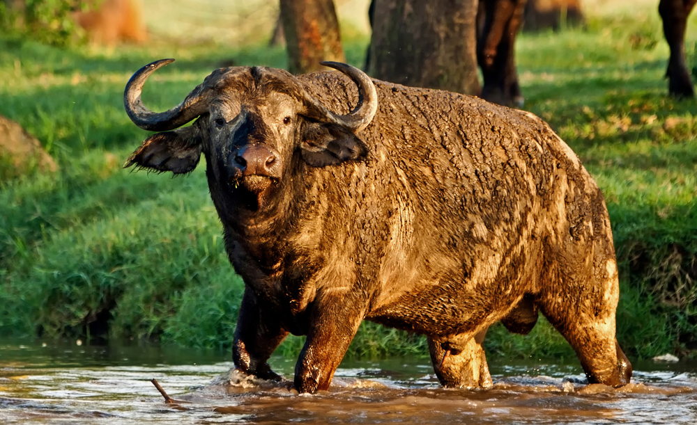 Lake Nakuru National Park