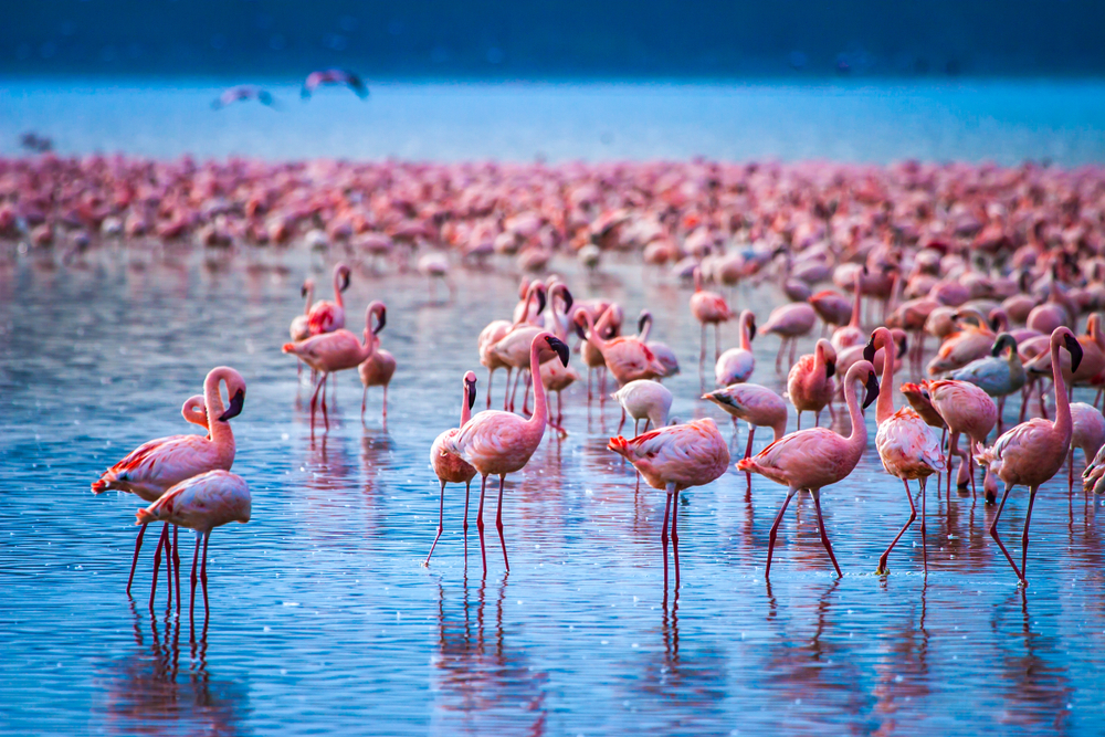 Lake-Nakuru-National-Park-flamingos-in-lake