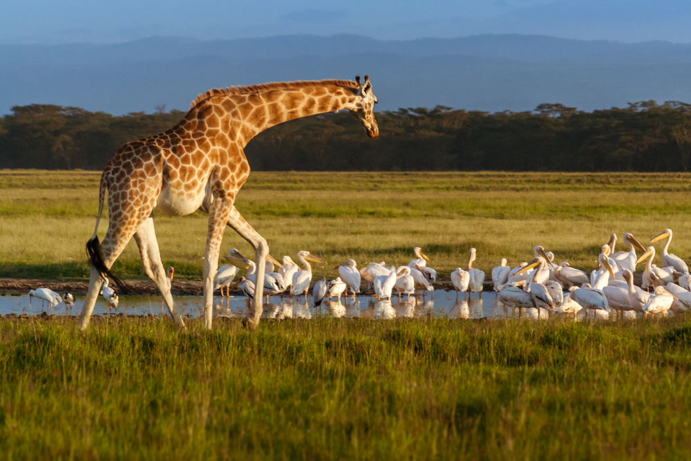 Lake Nakuru National Park