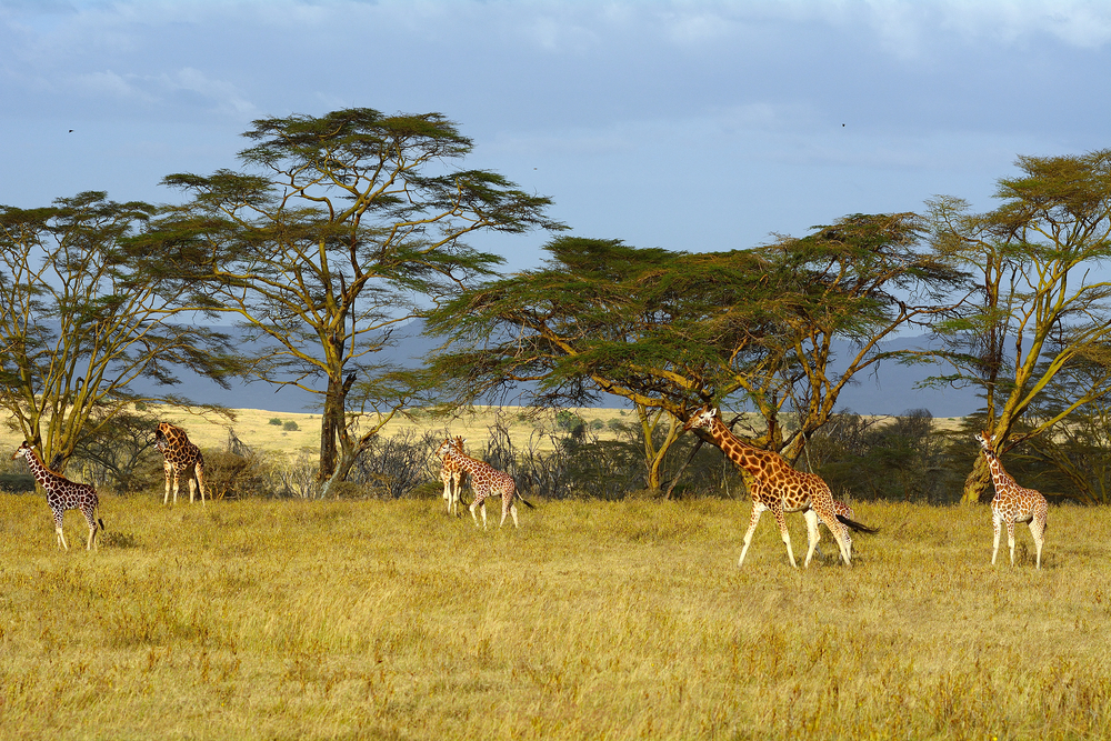 Lake Nakuru National Park