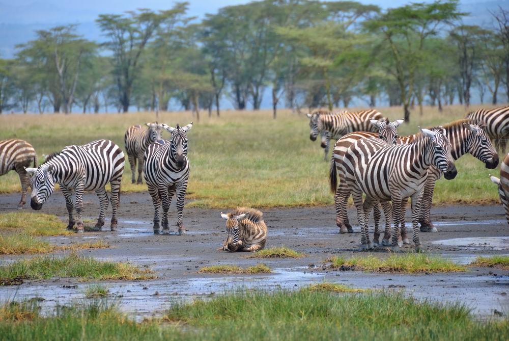 Lake Nakuru National Park