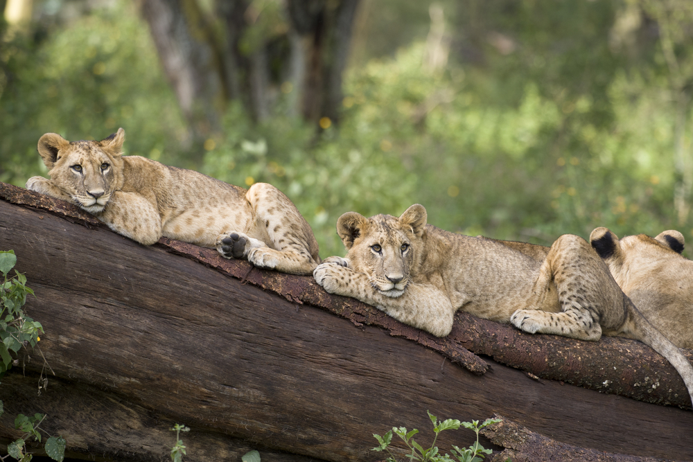 Lake Nakuru National Park