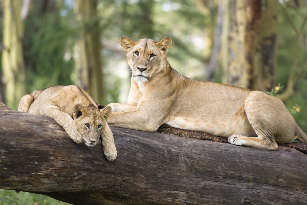 Lake Nakuru National Park