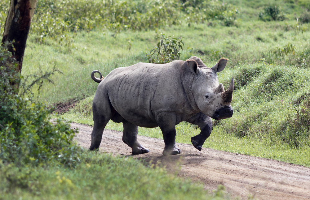 Lake Nakuru National Park