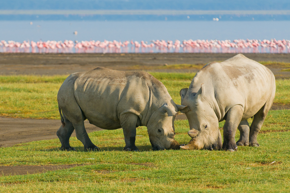 Lake Nakuru National Park