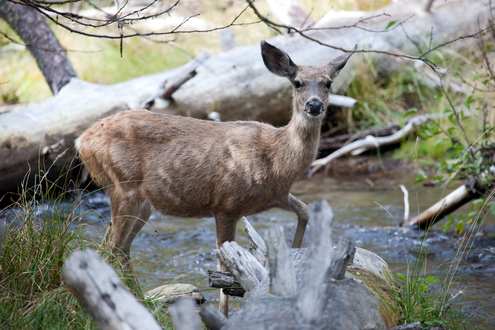 Lassen Volcanic National Park