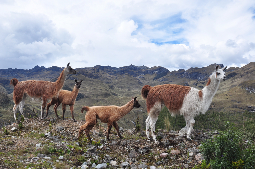 El Cajas National Park