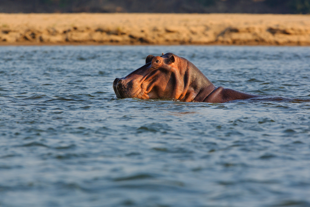 Lower Zambezi National Park