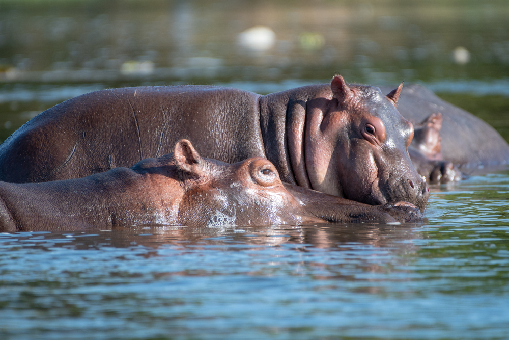 Lower Zambezi National Park