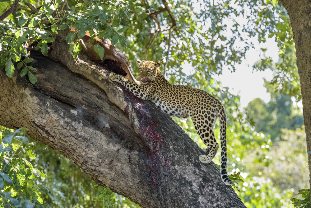 Lower Zambezi National Park