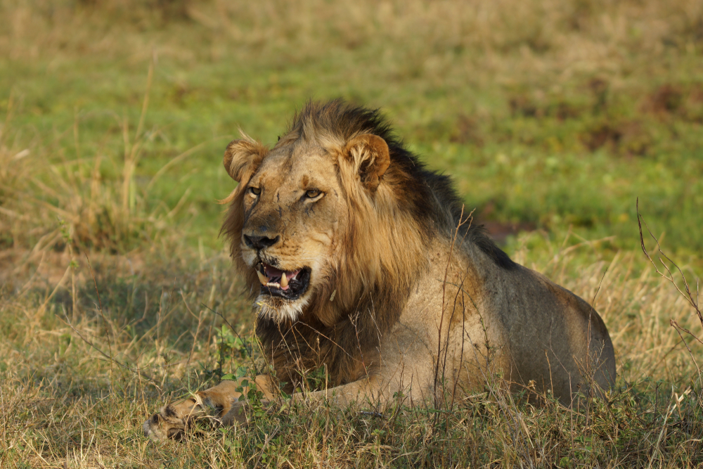 Lower Zambezi National Park