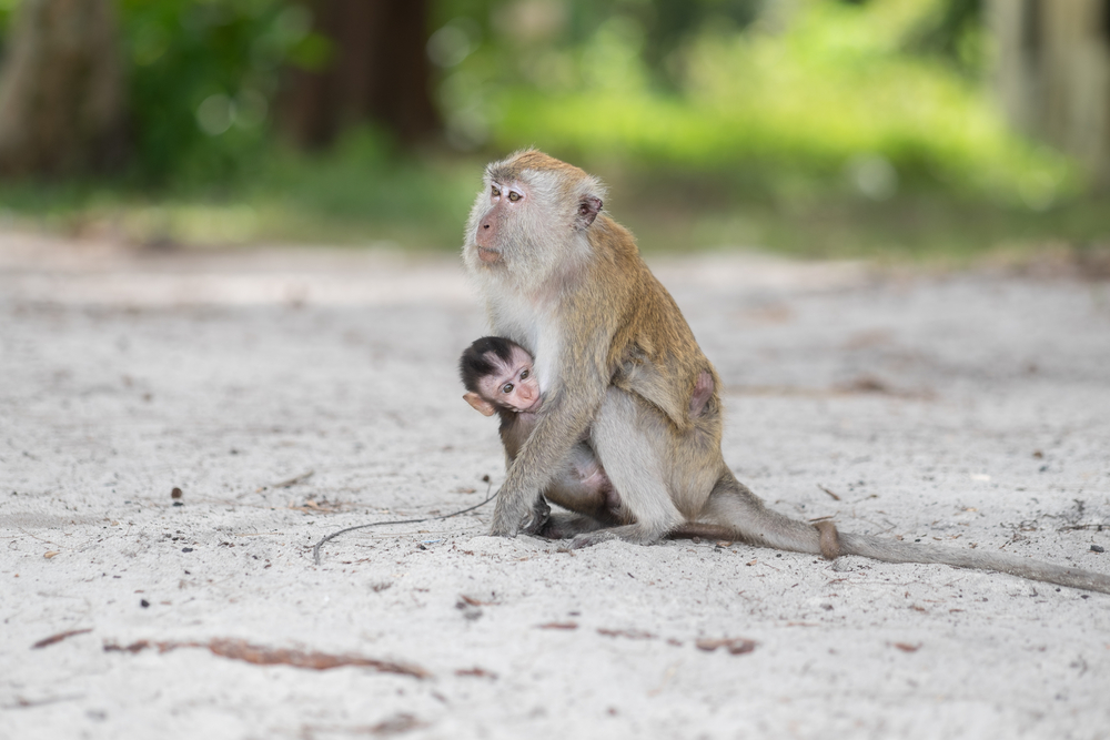 Penang National Park