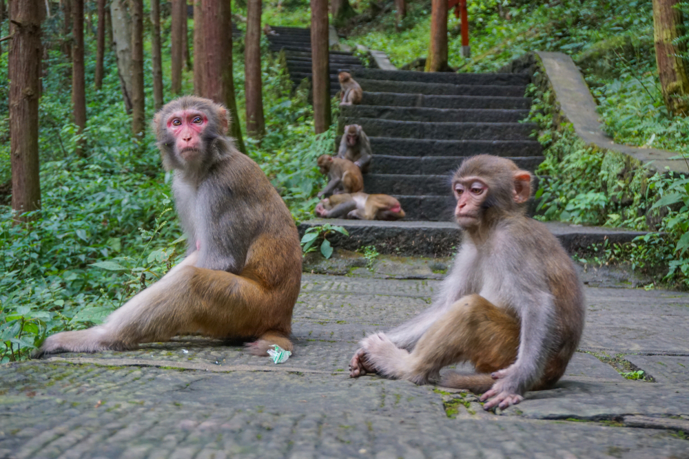 Zhangjiajie National Forest Park