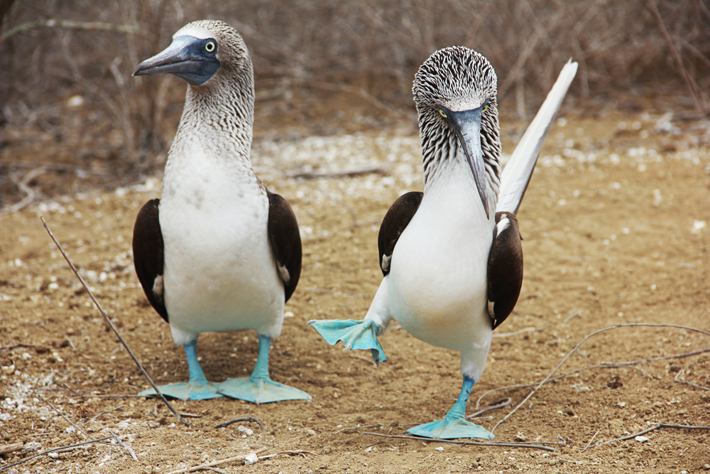 Machalilla National Park