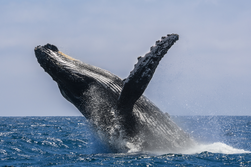 Machalilla National Park