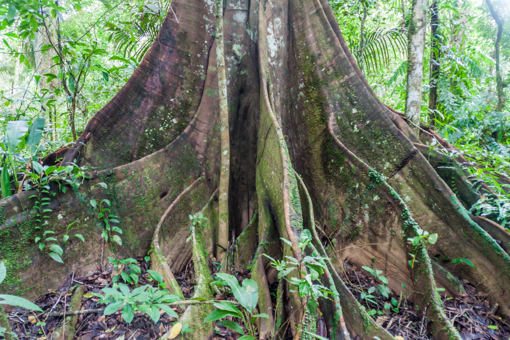 Madidi National Park