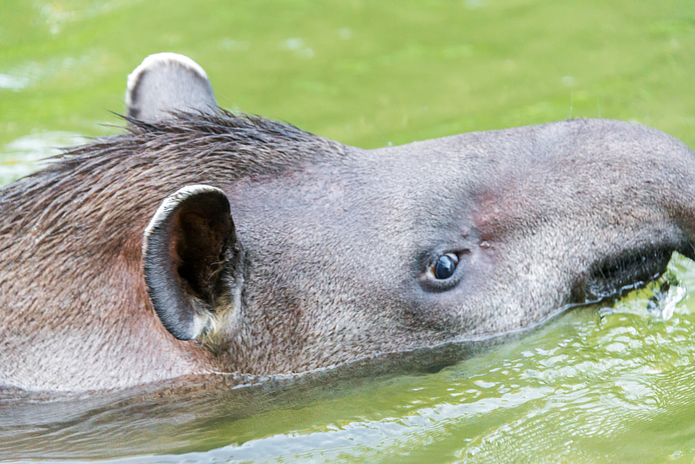 Madidi National Park