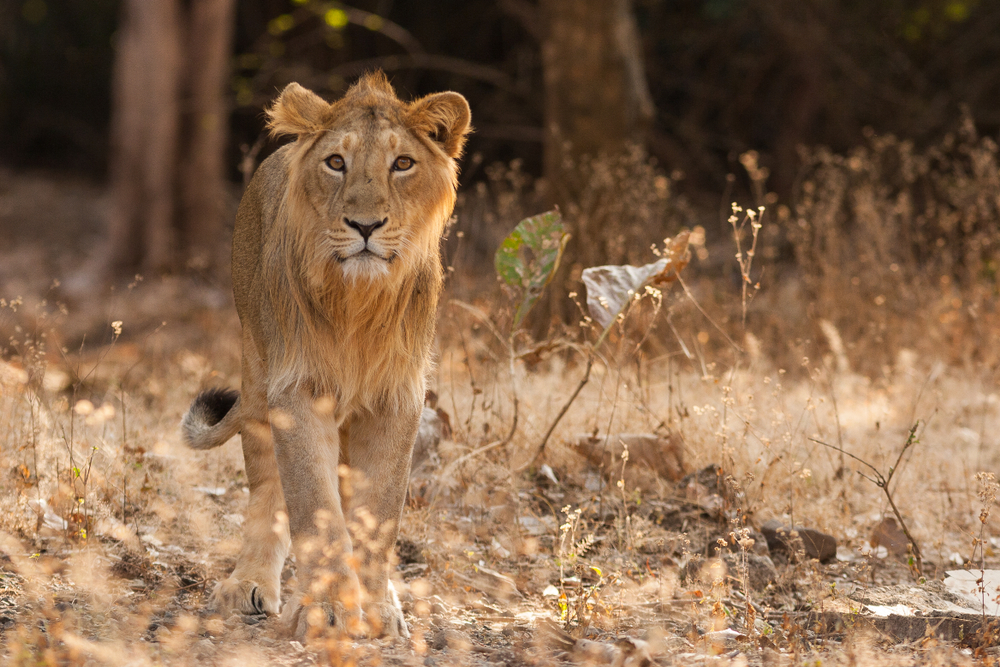Gir Forest National Park