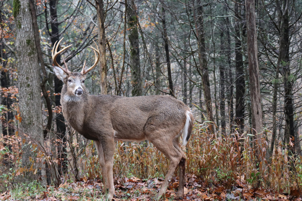 Mammoth Cave National Park
