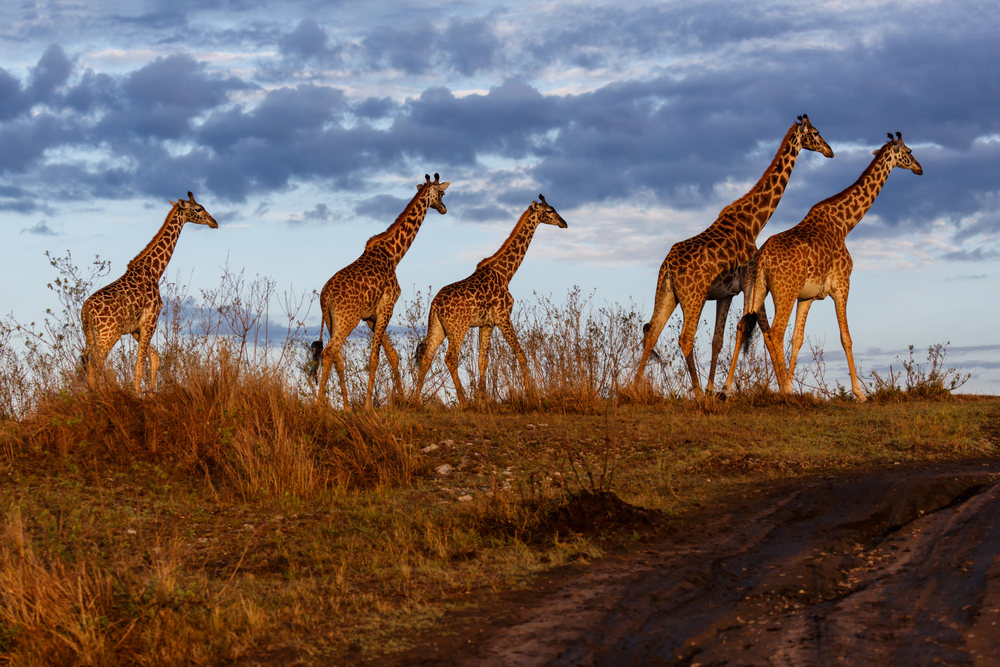 Masai Mara National Park