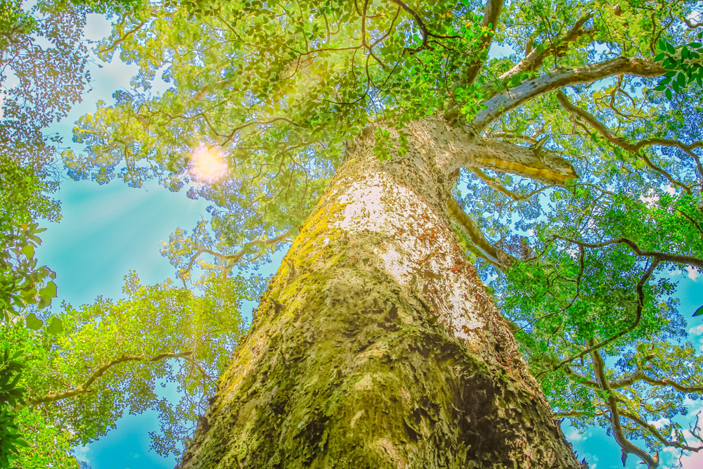 Podocarpus National Park