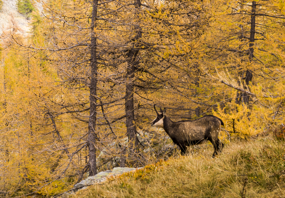 Mercantour National Park