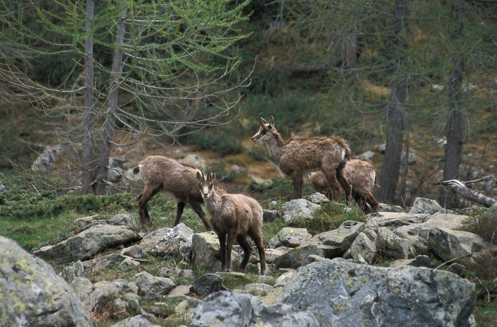 Mercantour National Park