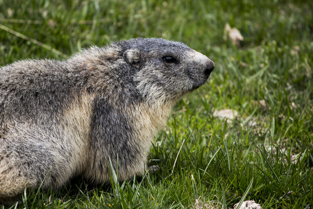 Mercantour National Park