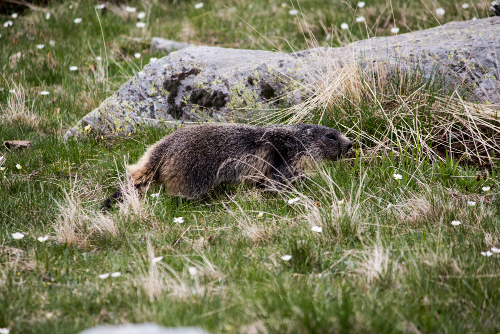 Mercantour National Park