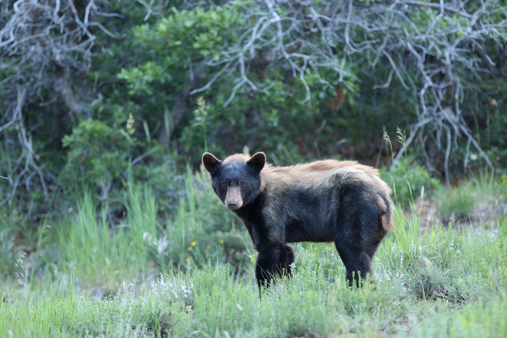 Mesa Verde National Park