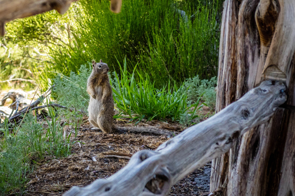 Mesa Verde National Park
