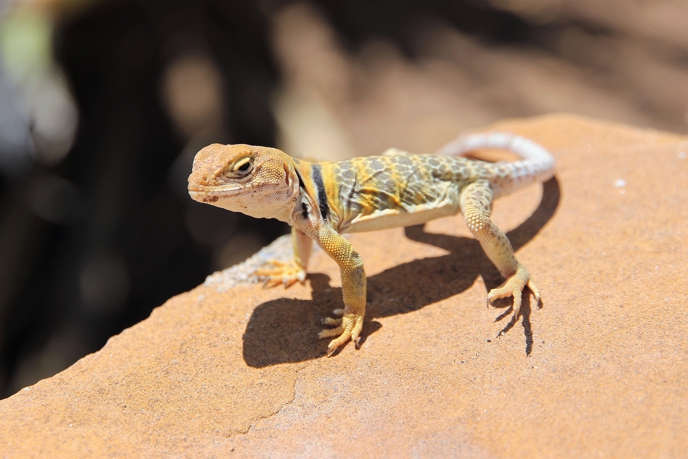 Mesa Verde National Park