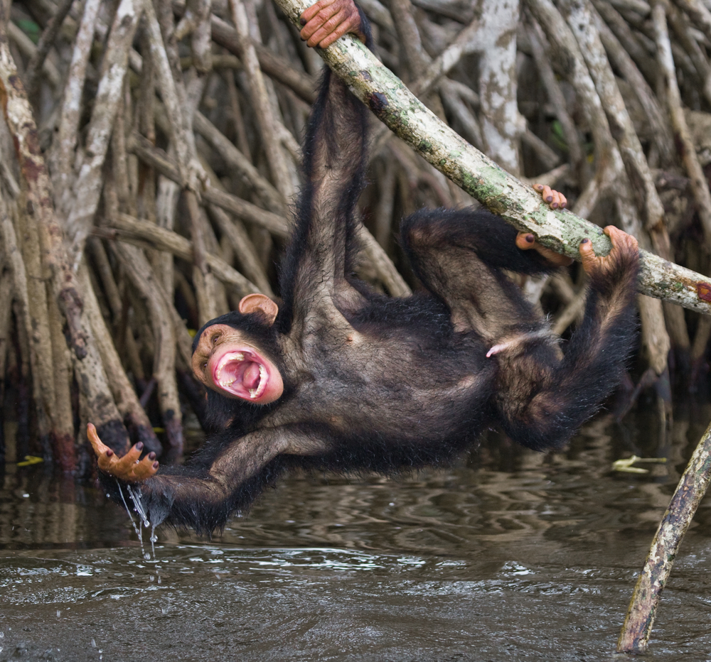 Mangroves National Park