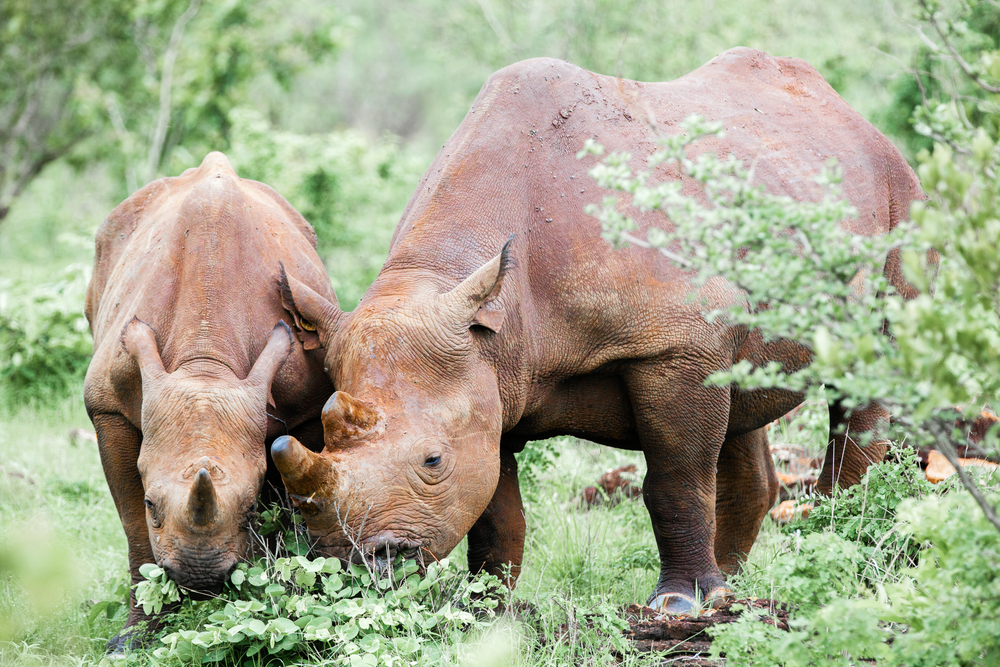 Mosi-oa-Tunya National Park