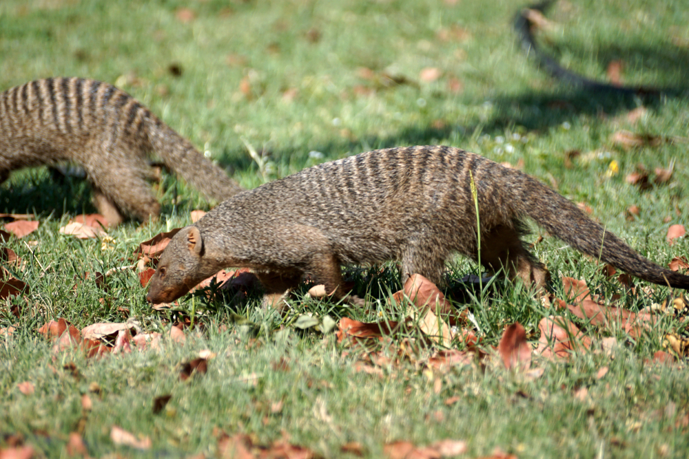 Mosi-oa-Tunya National Park
