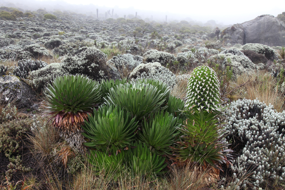 Kilimanjaro National Park
