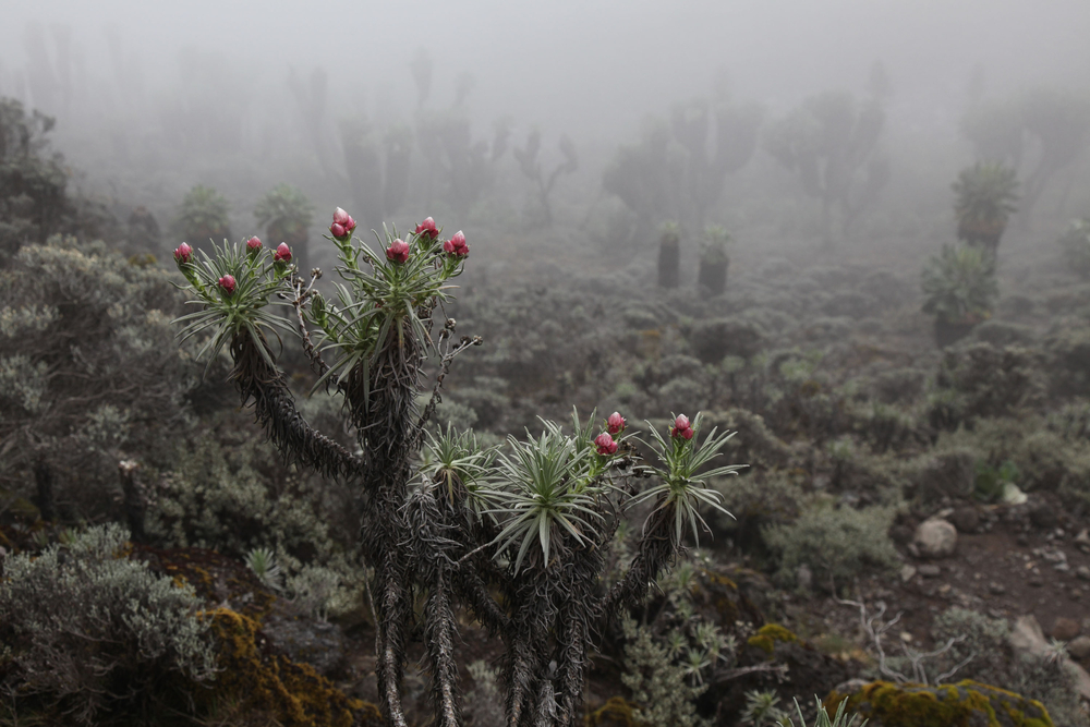 Kilimanjaro National Park