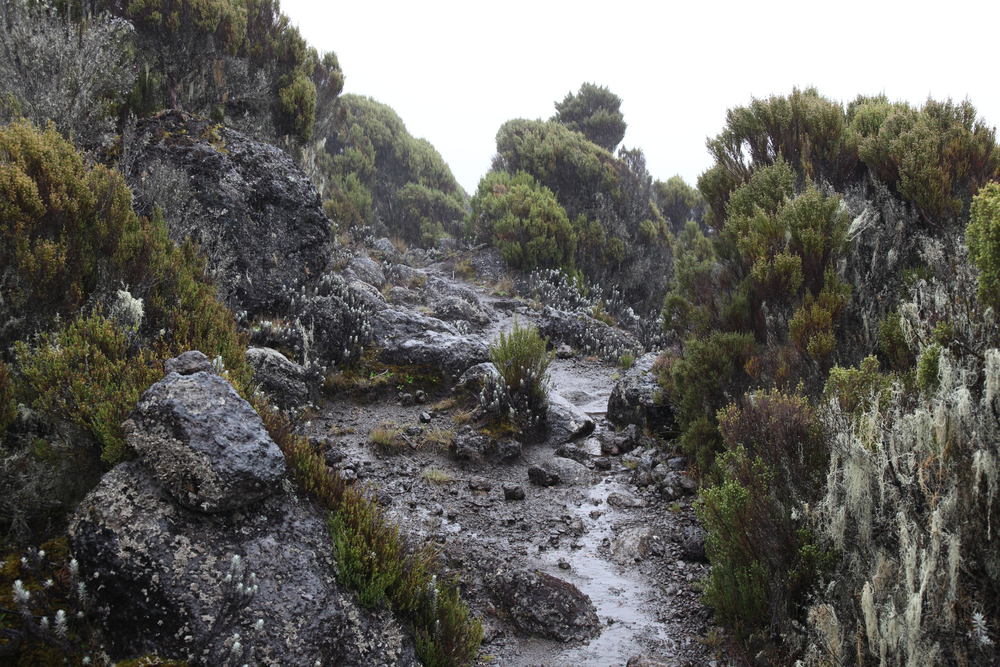 Kilimanjaro National Park