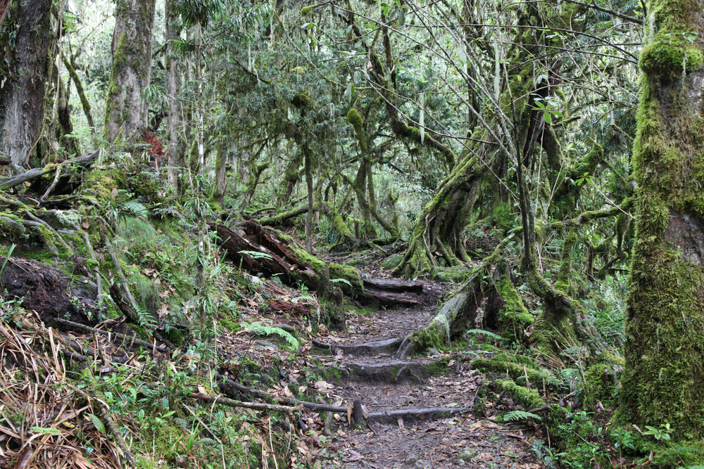 Kilimanjaro National Park