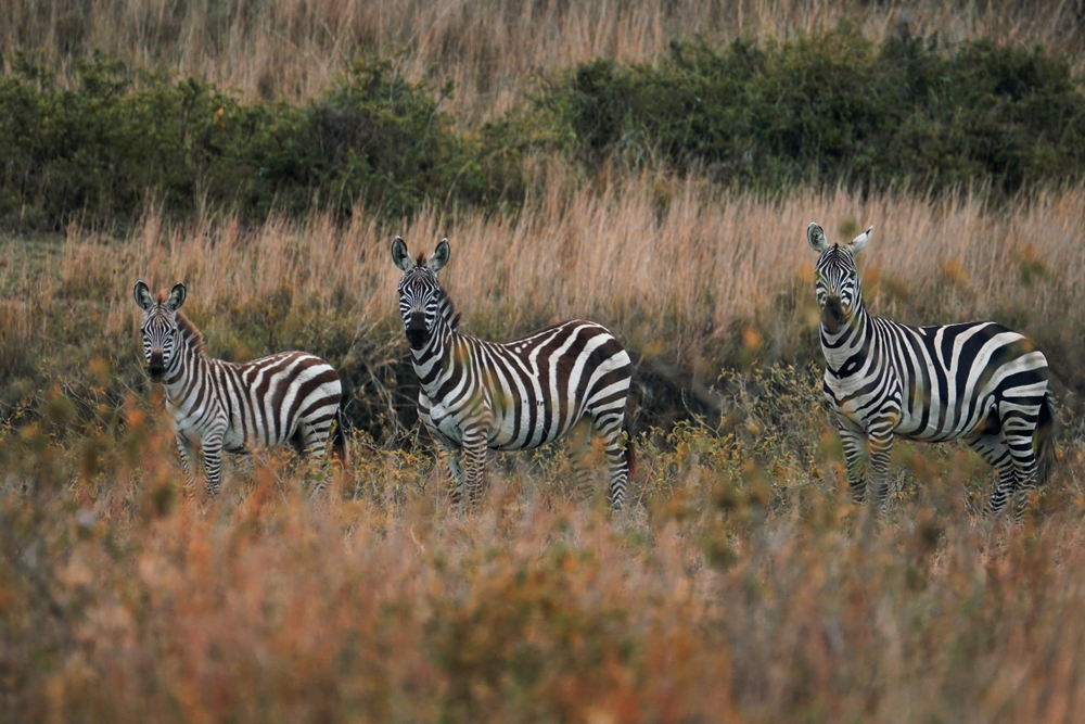 Mount Longonot National Park